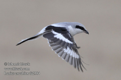 Серый сорокапут