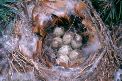Серый сорокапут. Яйца в гнезде