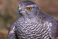 Тетеревятник