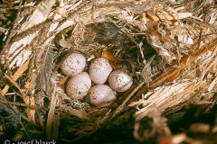 Обыкновенная пищуха. Яйца в гнезде