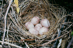 Обыкновенный жулан. Яйца в гнезде