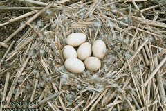 Серый гусь. Яйца в гнезде